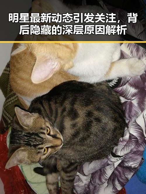 明星最新动态引发关注,背后隐藏的深层原因解析